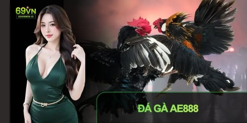 Đá gà AE888: Tổng quan sảnh đá gà được quan tâm hiện nay 1 Đá gà AE888 tổng quan về sảnh gà được quan tâm