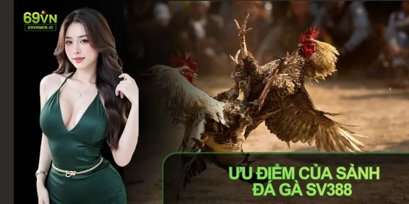 Sảnh đá gà SV388 đa dạng cửa cược