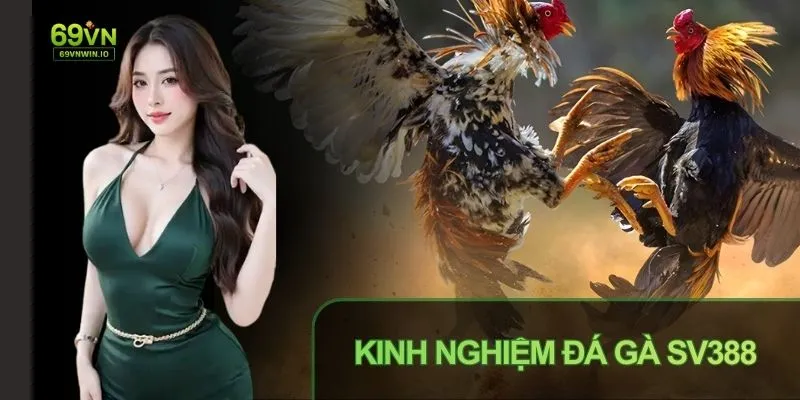 Theo dõi đá gà SV388 nâng cao cơ hội thắng cược