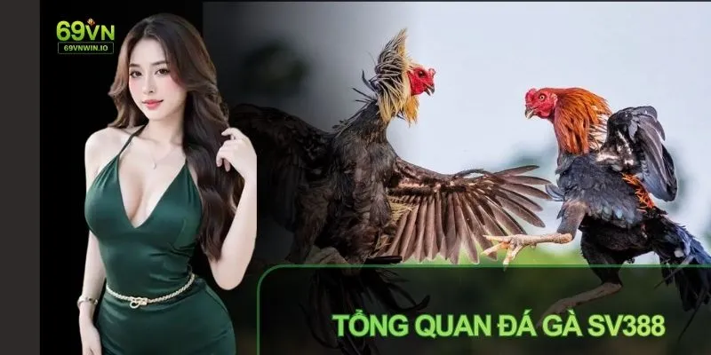 Tìm hiểu sảnh đá gà SV388 tại 69VN
