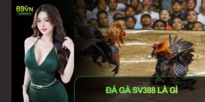 Đá Gà SV388 Là Gì - Sảnh Game Hấp Dẫn Và Siêu Kịch Tính 2 Đá gà SV388sảnh game siêu hấp dẫn