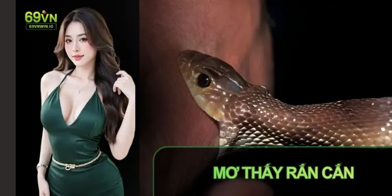 Mơ Thấy Rắn Cắn: Giải Mã Ý Nghĩa Theo Quan Niệm Dân Gian 2 Mơ thấy rắn cắn giải mã ý nghĩa